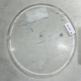 原石水晶锅盖(有孔) 规格18*1-1.5cm 重量 // 编码 35102102