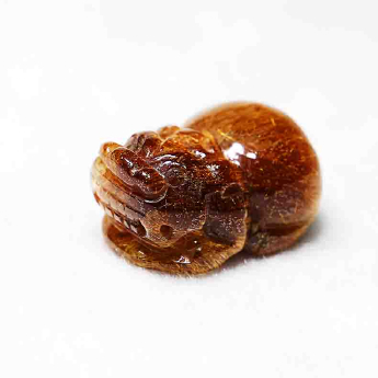 铜顺发皮丘挂坠 规格// 重量 12.95克 编码 92105649
