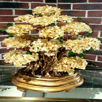 黄晶中榕树发财树 规格高55宽43cm 重量 // 编码 94000519
